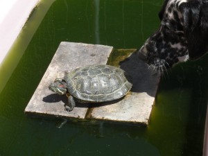 Tortuga prenent el sol mentre és oloarada per una gossa dalmata