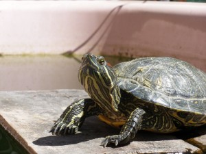 Tortuga de florida