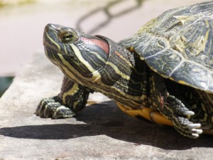 Tortuga de florida