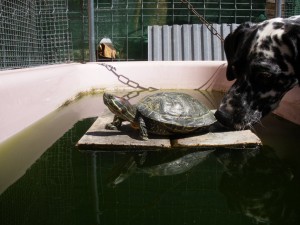 Tortuga de florida amb una gossa dalmata olorant-li el cul