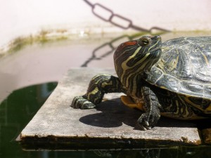 Tortuga de florida